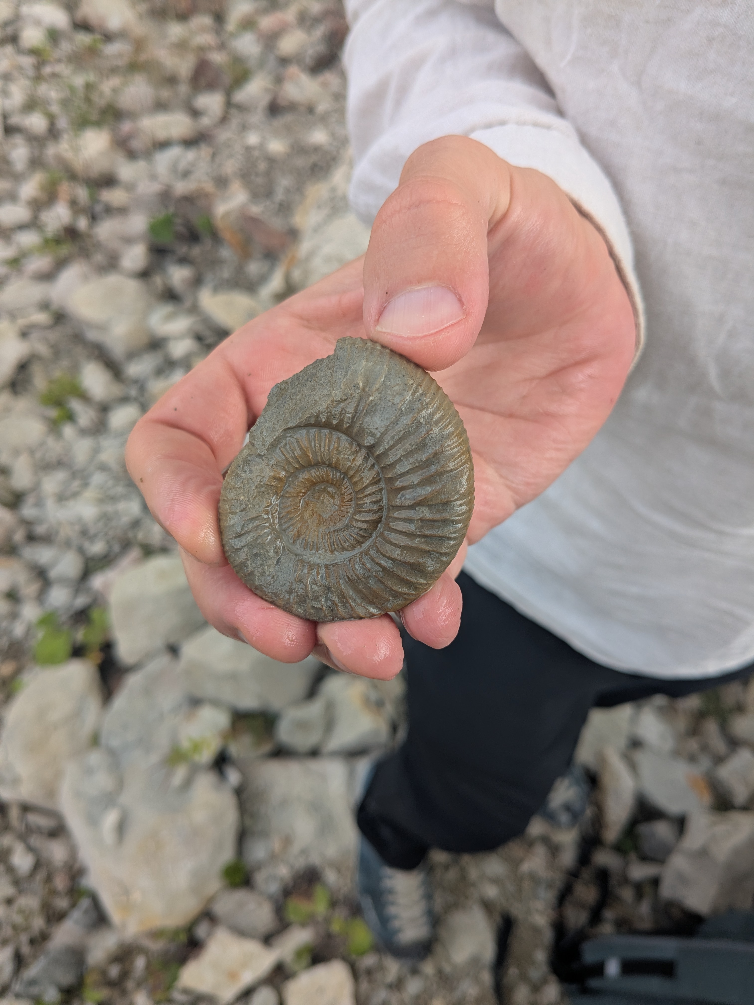 Ammonit in Gräfenberg (Foto: I. Feichtinger)