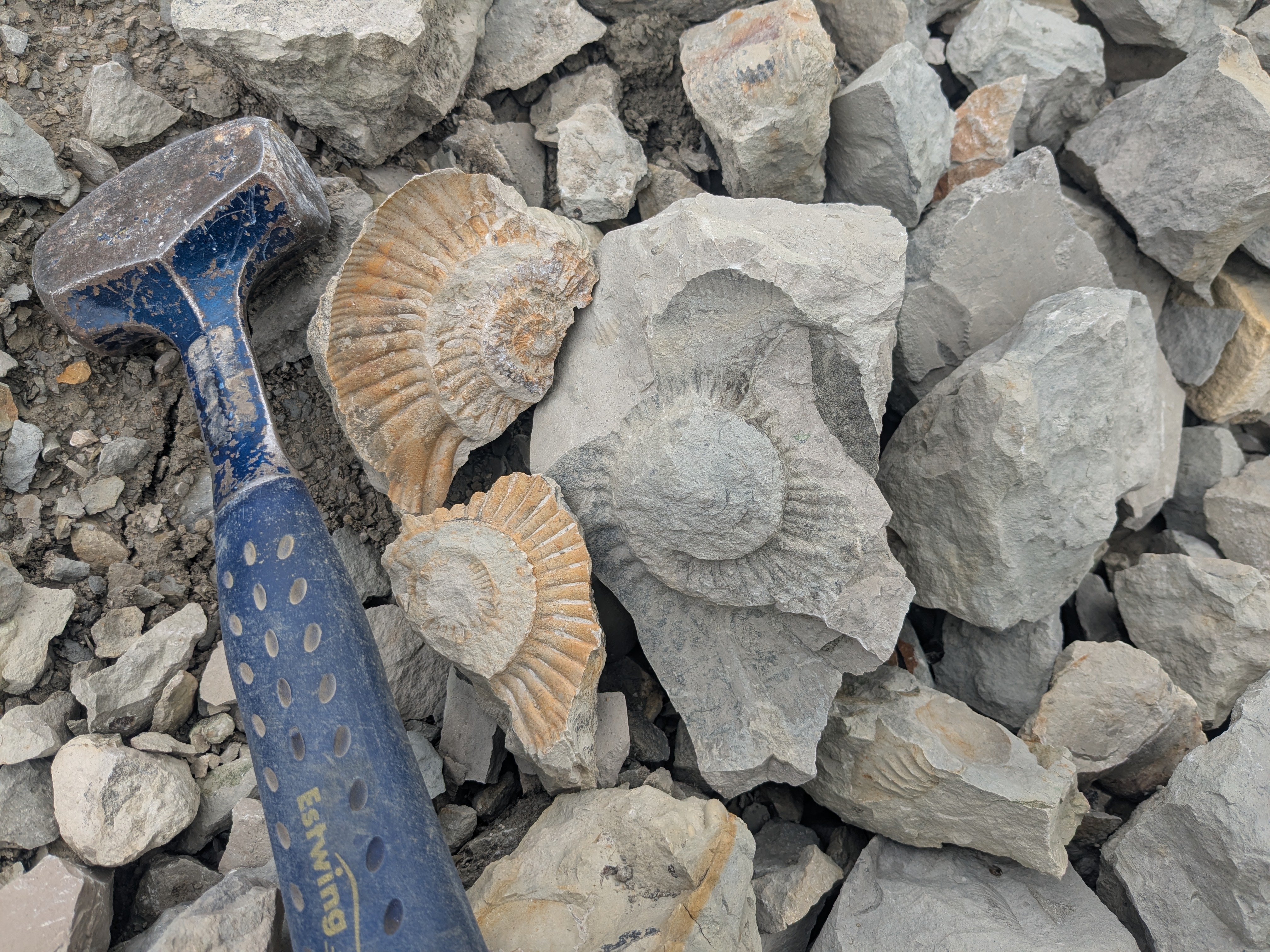 Ammintenbruchstücke in Gräfenberg (Foto: I. Feichtinger)