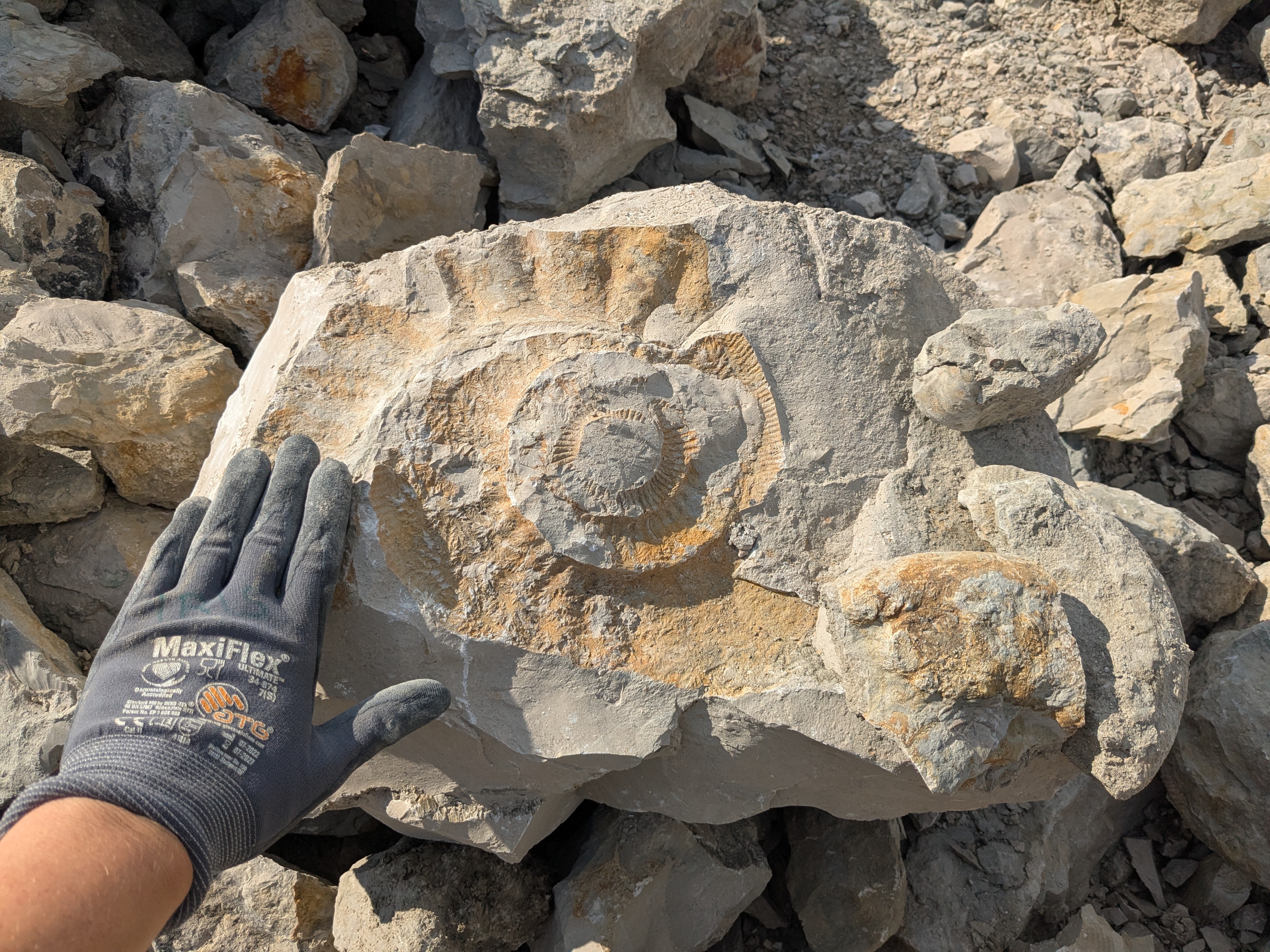 Abrduck eines Ammoniten in Gräfenberg (Foto: I. Feichtinger)
